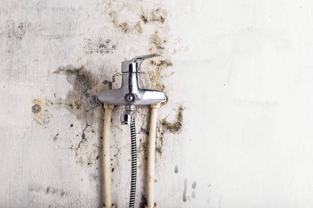 Professional Mold Removal in Mount Hermon, CA