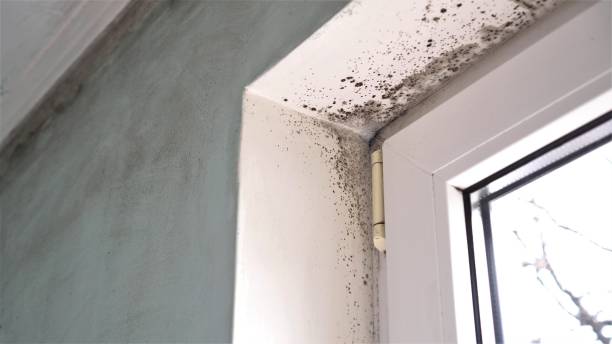 Best Mold Remediation  in Mount Hermon, CA