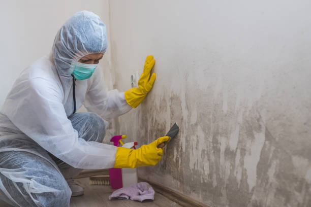 Best Mold Remediation Services  in Mount Hermon, CA