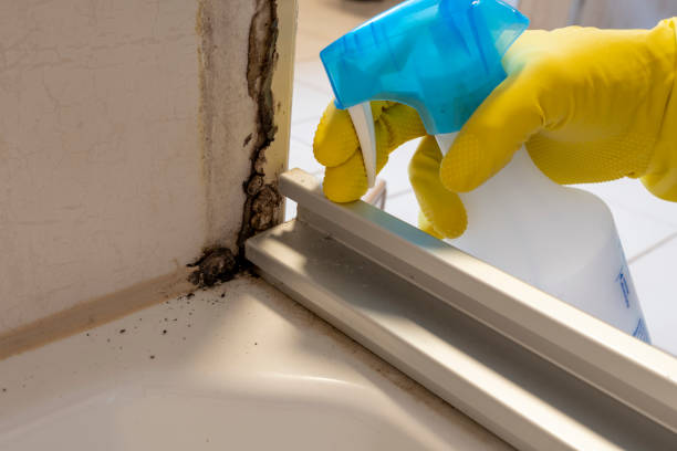 Best Mold Cleaning Services  in Mount Hermon, CA