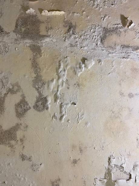 Mold Testing and Removal in Mount Hermon, CA