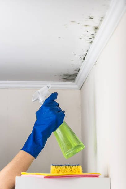 Best Mold Testing and Removal  in Mount Hermon, CA