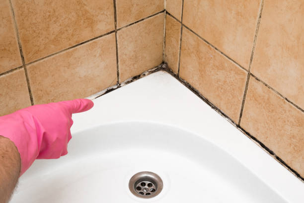 Best Same-Day Mold Removal  in Mount Hermon, CA